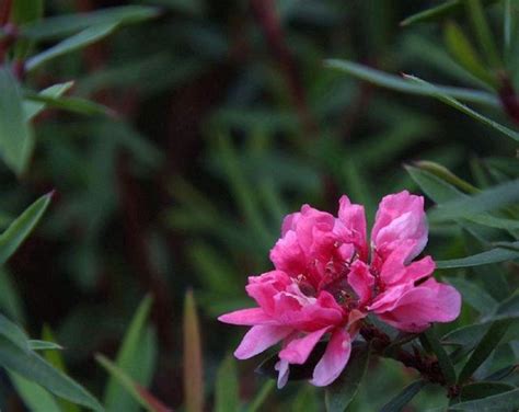 松紅梅種植|【松紅梅 種植】驚艷花海！松紅梅種植秘訣大公開，讓你家盆栽。